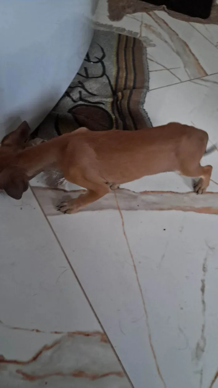 Cachorro ra a SRD-ViraLata idade 2 a 6 meses nome Sem nome