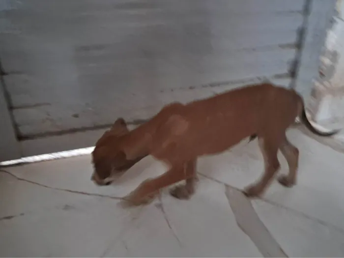 Cachorro ra a SRD-ViraLata idade 2 a 6 meses nome Sem nome