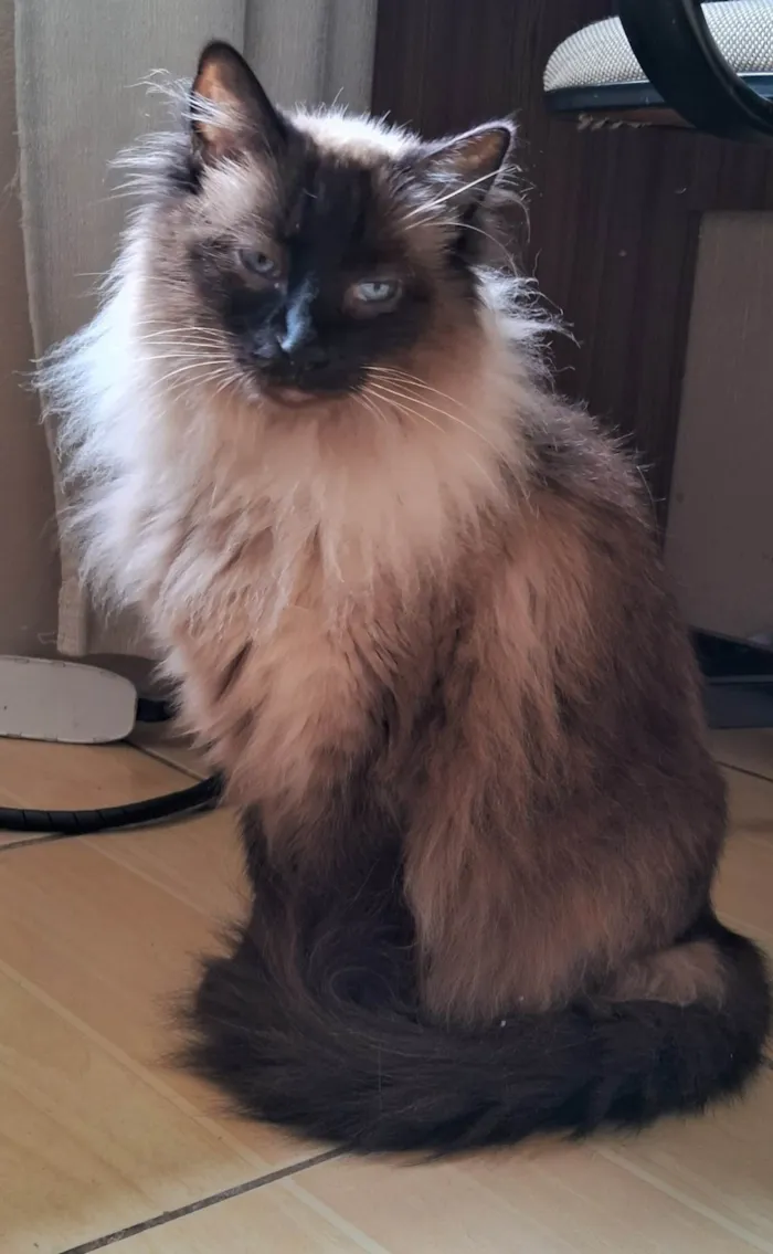 Gato ra a SRD-ViraLata idade 6 ou mais anos nome Lolla