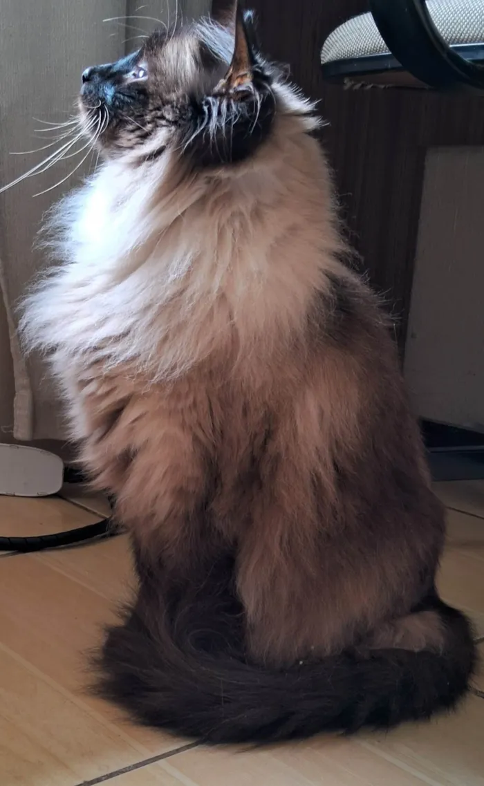 Gato ra a SRD-ViraLata idade 6 ou mais anos nome Lolla