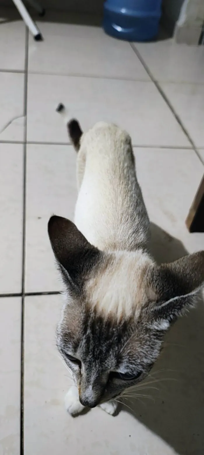 Gato ra a SRD-ViraLata idade 2 a 6 meses nome sem nomes 