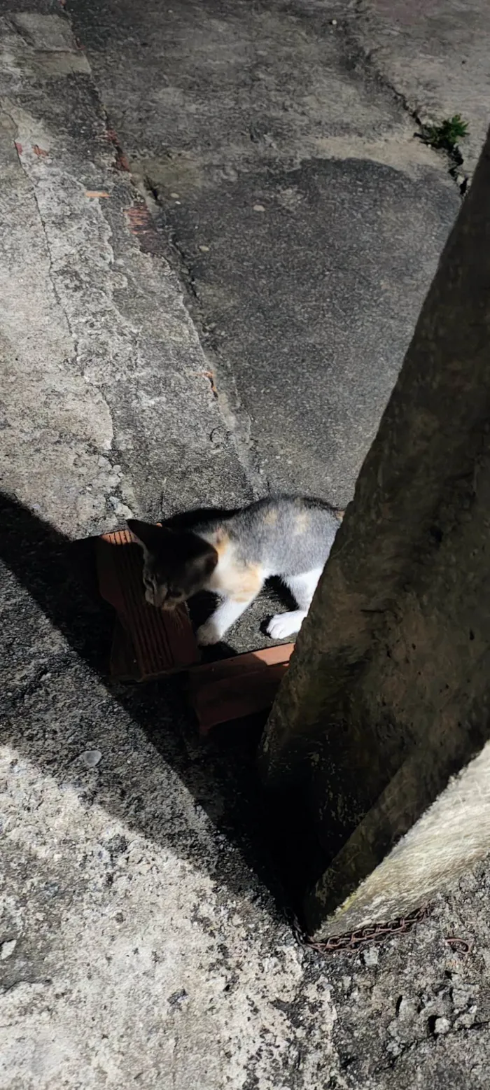 Gato ra a SRD-ViraLata idade 2 a 6 meses nome sem nomes 
