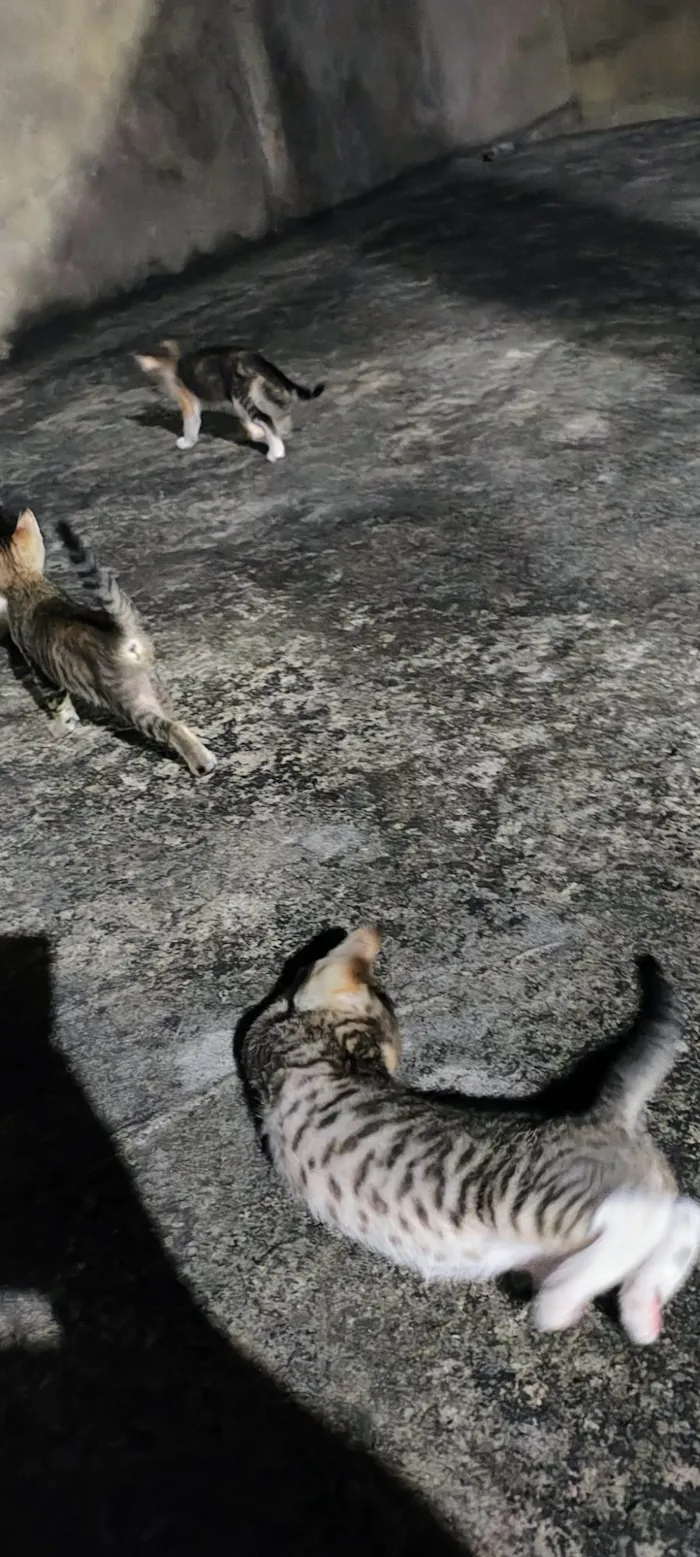 Gato ra a SRD-ViraLata idade 2 a 6 meses nome sem nomes 