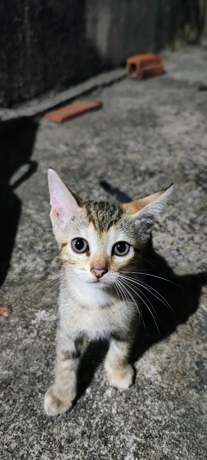 Gato ra a SRD-ViraLata idade 2 a 6 meses nome sem nomes 