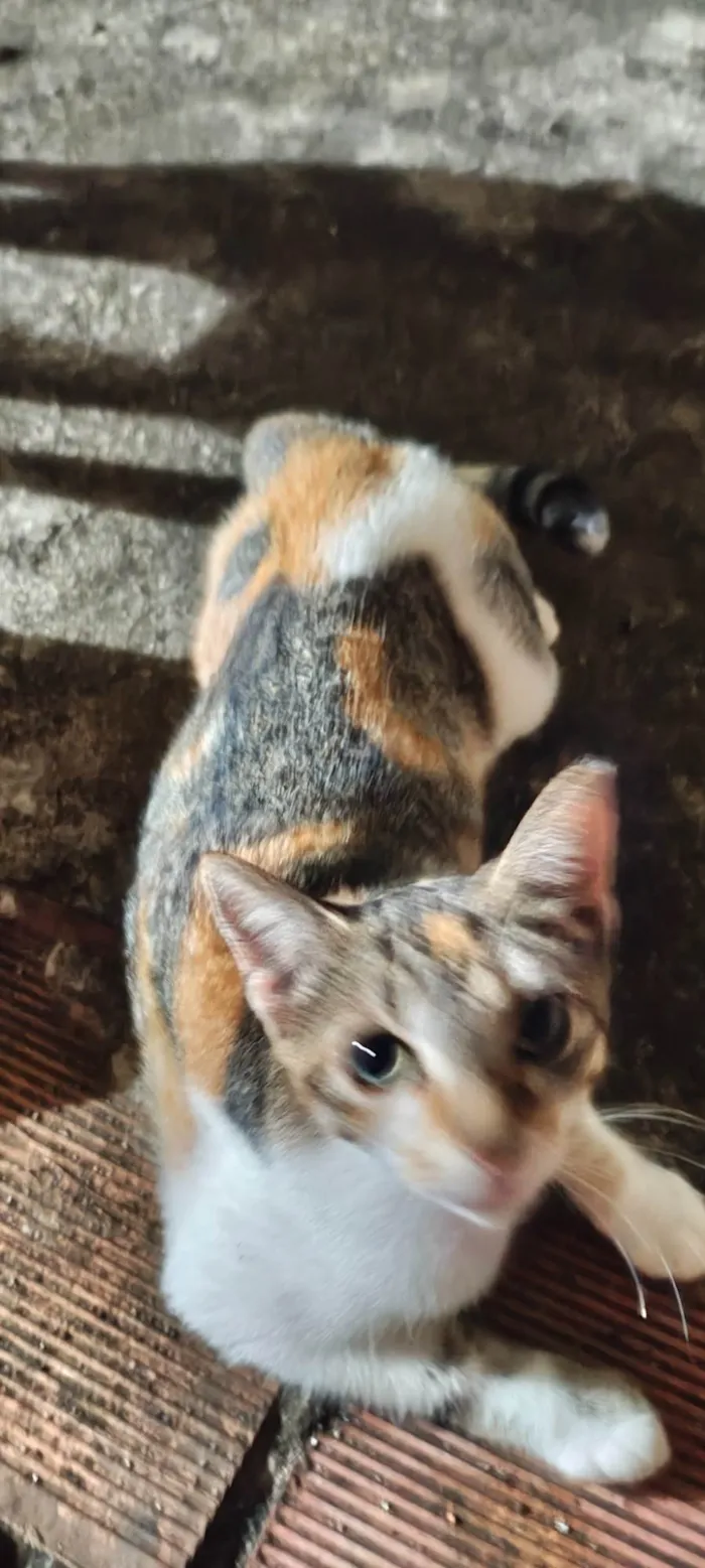 Gato ra a SRD-ViraLata idade 2 a 6 meses nome sem nomes 