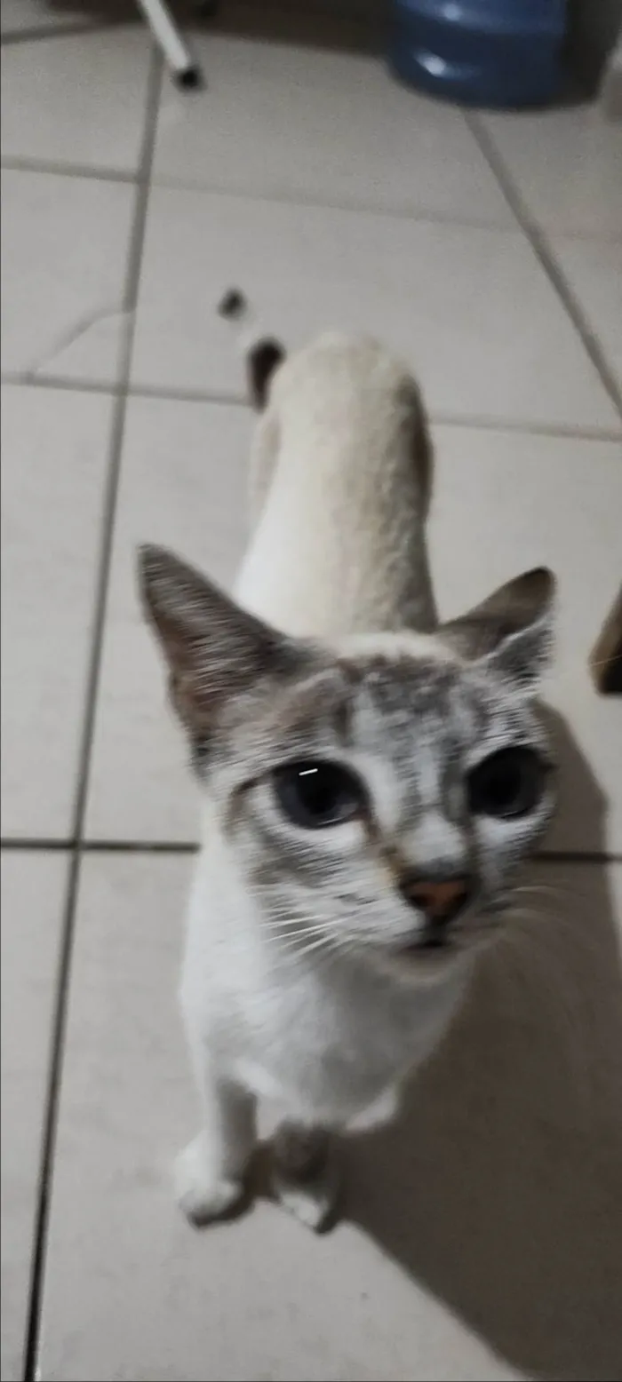 Gato ra a SRD-ViraLata idade 2 a 6 meses nome sem nomes 