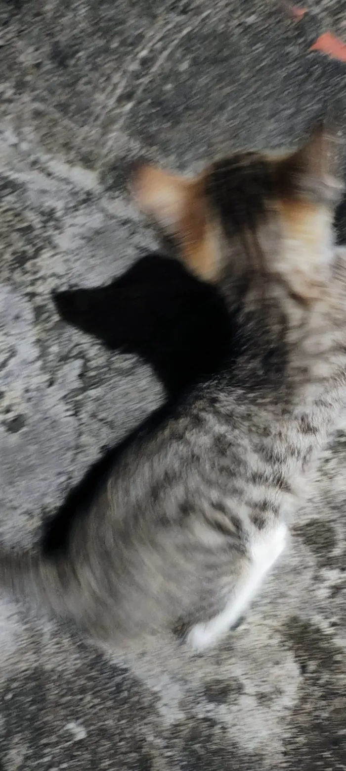 Gato ra a SRD-ViraLata idade 2 a 6 meses nome sem nomes 