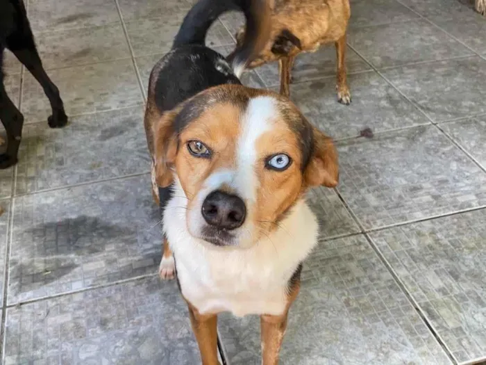 Cachorro ra a SRD-ViraLata idade 6 ou mais anos nome Espoleta