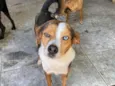 Espoleta