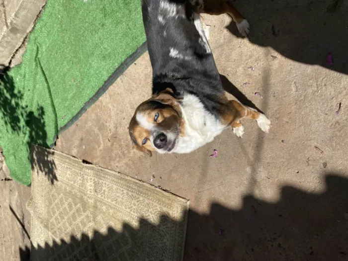 Cachorro ra a SRD-ViraLata idade 6 ou mais anos nome Espoleta