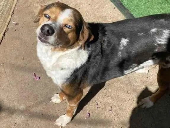 Cachorro ra a SRD-ViraLata idade 6 ou mais anos nome Espoleta