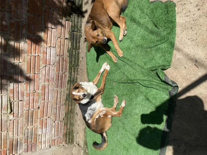 Cachorro ra a SRD-ViraLata idade 6 ou mais anos nome Espoleta