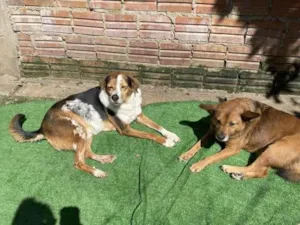 Cachorro raça SRD-ViraLata idade 6 ou mais anos nome Espoleta