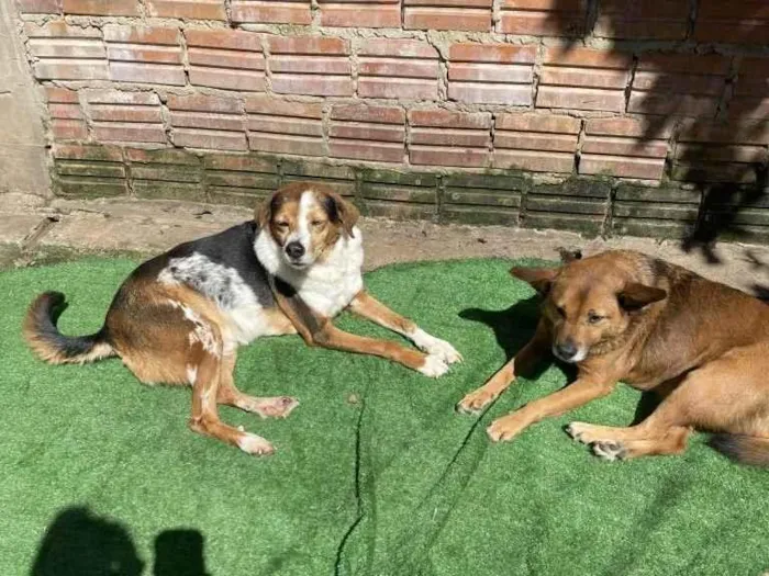 Cachorro ra a SRD-ViraLata idade 6 ou mais anos nome Espoleta