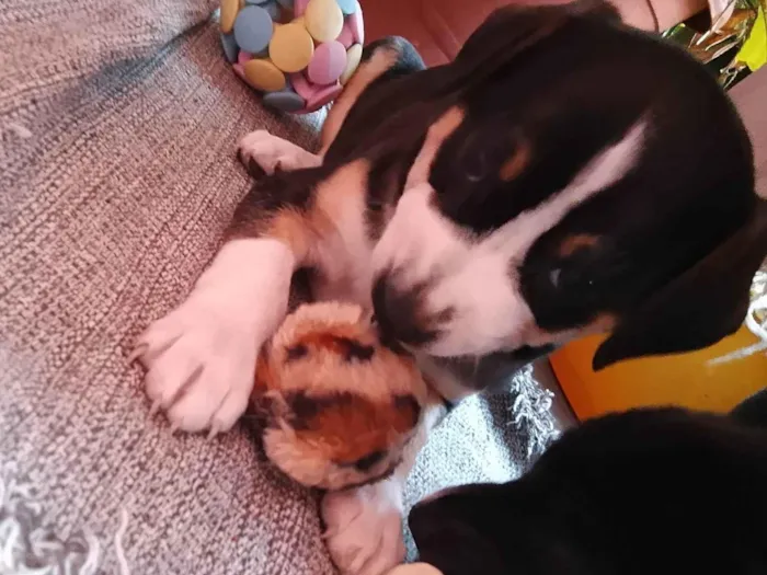 Cachorro raça SRD-ViraLata idade Abaixo de 2 meses nome Cachorrinhas