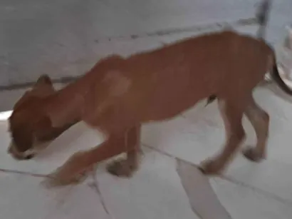 Cachorro raça SRD-ViraLata idade 2 a 6 meses nome Sem nome