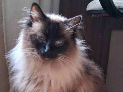 Gato raça SRD-ViraLata idade 6 ou mais anos nome Lolla