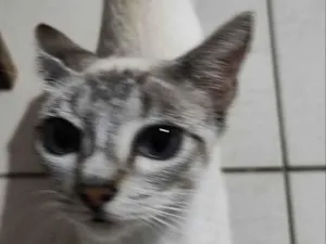 Gato raça SRD-ViraLata idade 2 a 6 meses nome sem nomes 