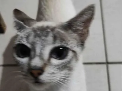 Gato raça SRD-ViraLata idade 2 a 6 meses nome sem nomes 