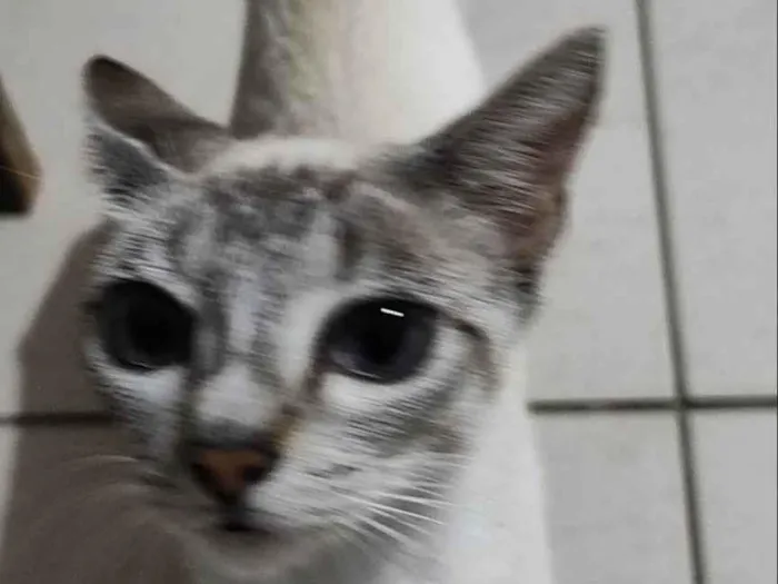 Gato ra a SRD-ViraLata idade 2 a 6 meses nome sem nomes 
