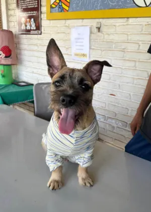 Cachorro raça SRD-ViraLata idade 1 ano nome Pitoco