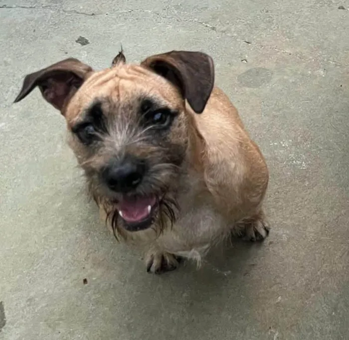 Cachorro ra a SRD-ViraLata idade 1 ano nome Pitoco
