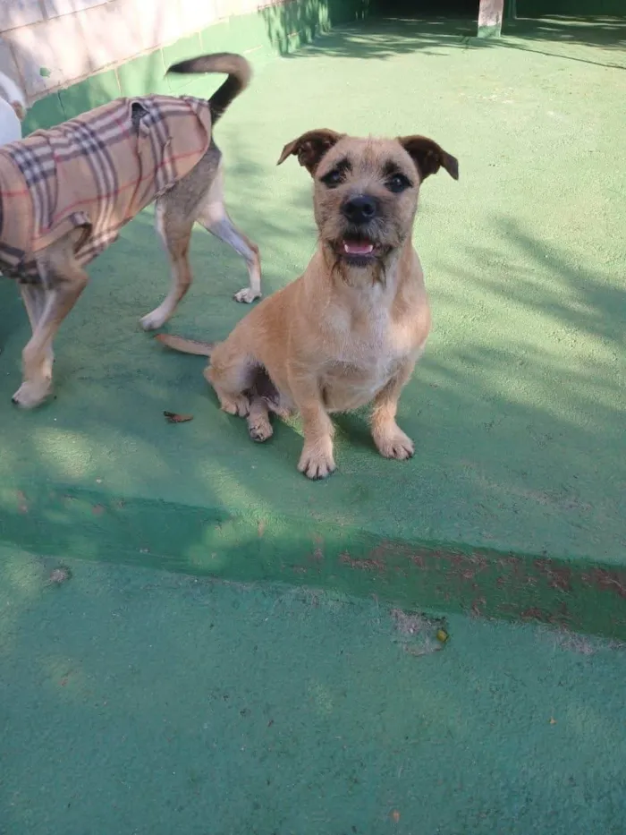 Cachorro ra a SRD-ViraLata idade 1 ano nome Pitoco