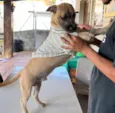Pitoco
