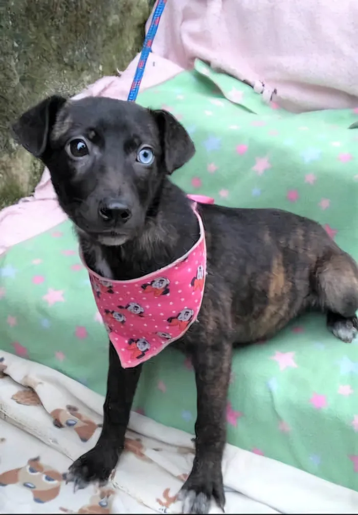 Cachorro ra a SRD-ViraLata idade 2 a 6 meses nome Theodora