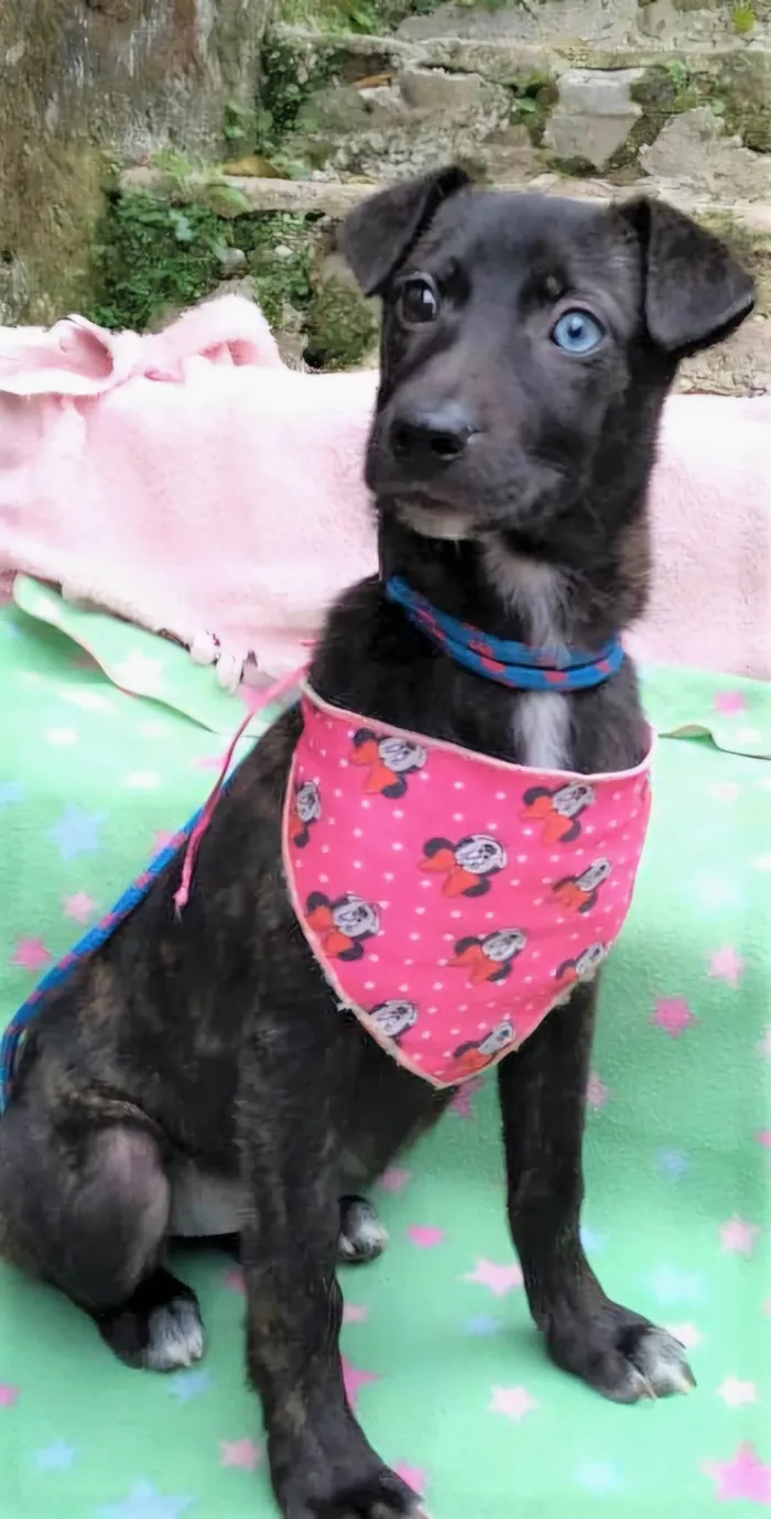 Cachorro ra a SRD-ViraLata idade 2 a 6 meses nome Theodora