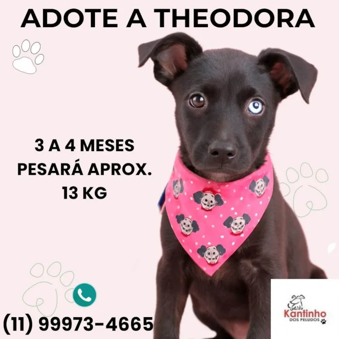 Cachorro ra a SRD-ViraLata idade 2 a 6 meses nome Theodora