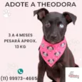 Theodora