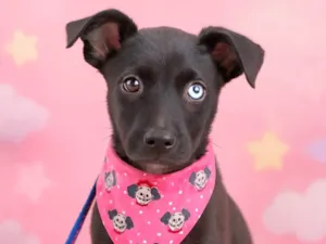 Cachorro raça SRD-ViraLata idade 2 a 6 meses nome Theodora