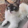 Mya