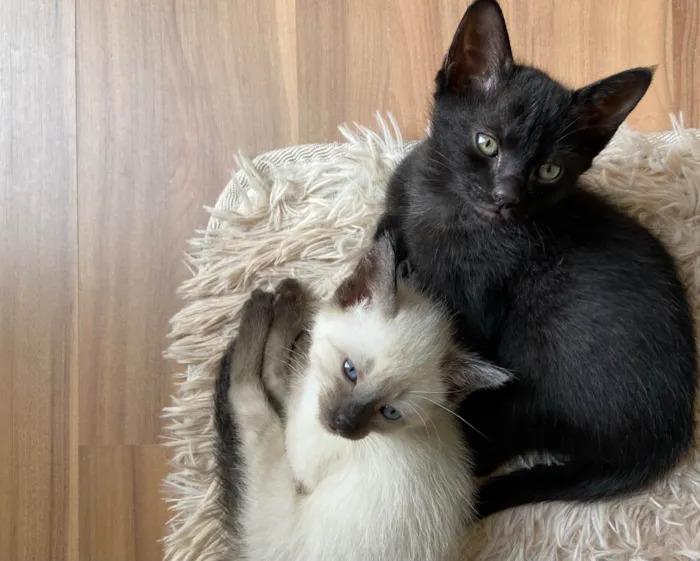 Gato ra a SRD-ViraLata idade 7 a 11 meses nome Pretinho e branquinho