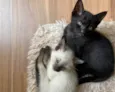 Pretinho e branquinho