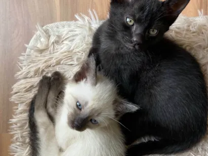 Gato raça SRD-ViraLata idade 7 a 11 meses nome Pretinho e branquinho