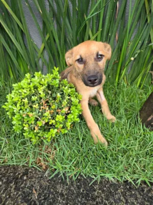 Cachorro raça SRD-ViraLata idade 2 a 6 meses nome Mateus