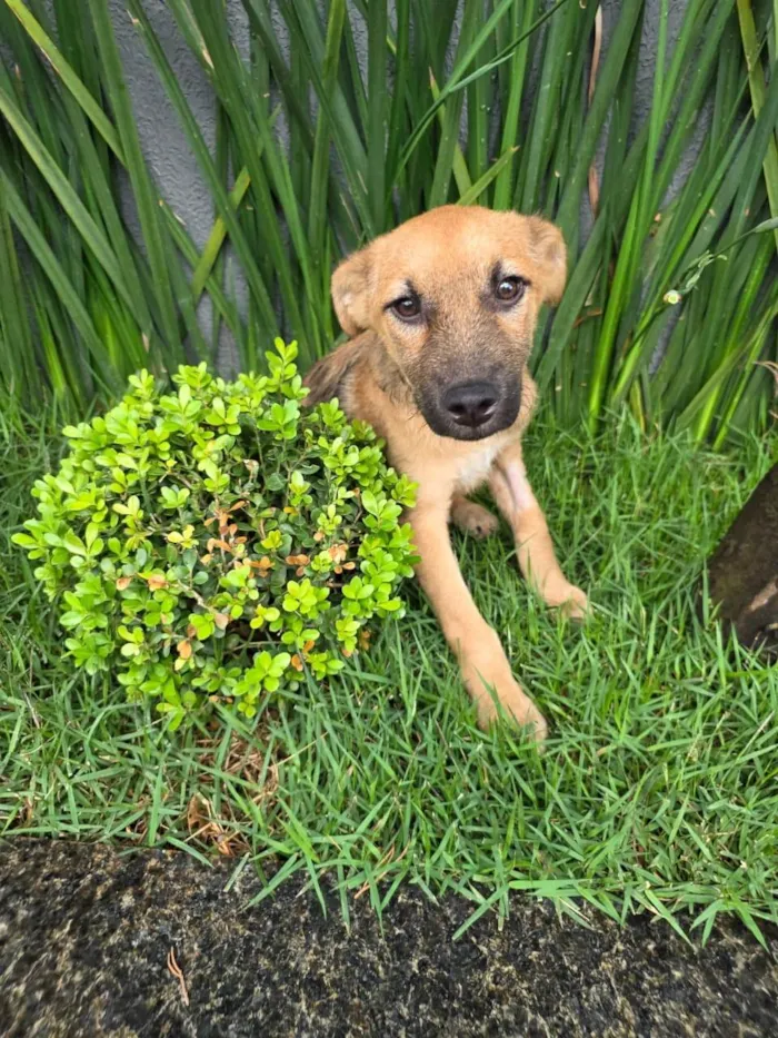 Cachorro ra a SRD-ViraLata idade 2 a 6 meses nome Mateus