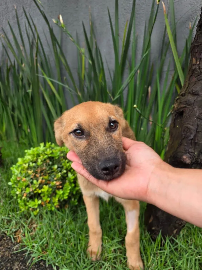 Cachorro ra a SRD-ViraLata idade 2 a 6 meses nome Mateus