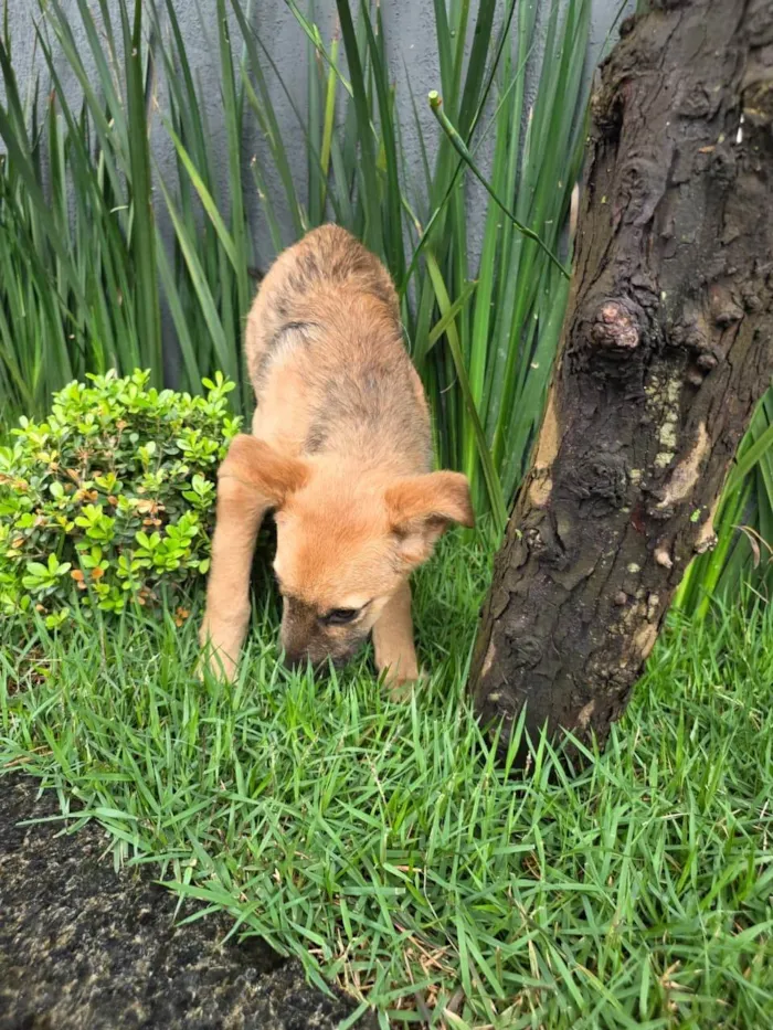 Cachorro ra a SRD-ViraLata idade 2 a 6 meses nome Mateus