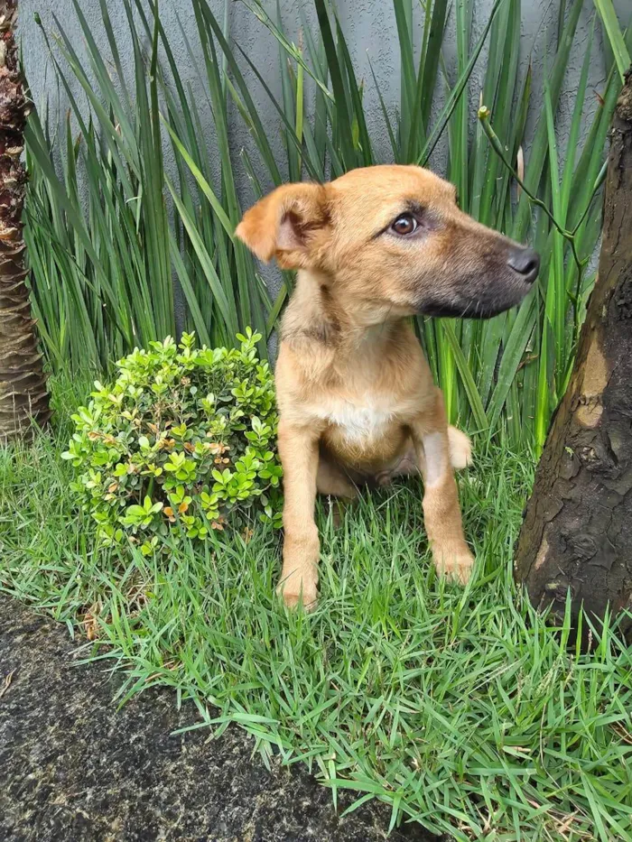Cachorro ra a SRD-ViraLata idade 2 a 6 meses nome Mateus