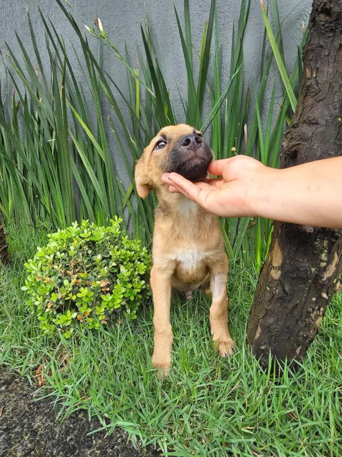 Cachorro ra a SRD-ViraLata idade 2 a 6 meses nome Mateus