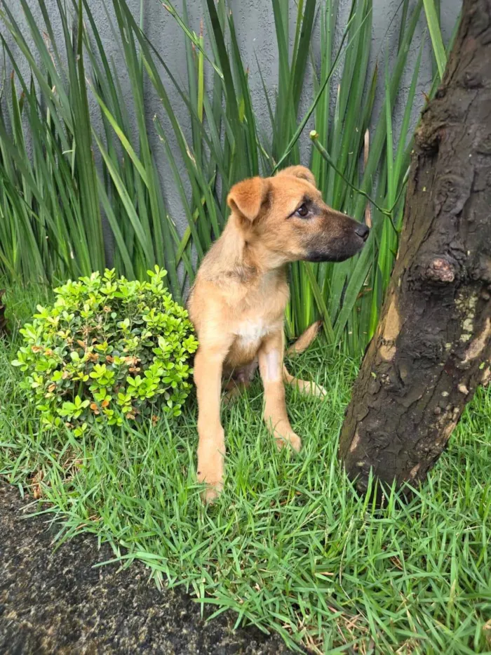 Cachorro ra a SRD-ViraLata idade 2 a 6 meses nome Mateus