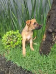 Mateus
