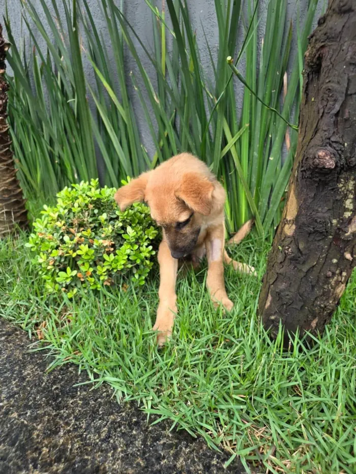 Cachorro ra a SRD-ViraLata idade 2 a 6 meses nome Mateus