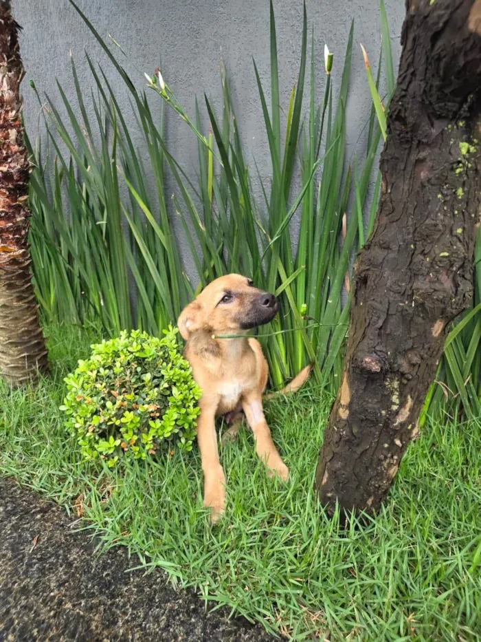 Cachorro ra a SRD-ViraLata idade 2 a 6 meses nome Mateus