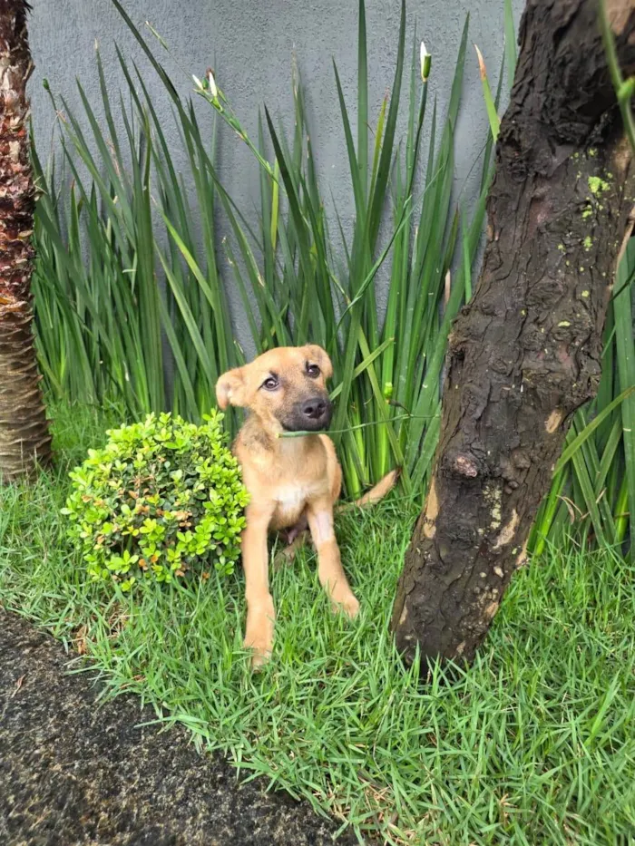 Cachorro ra a SRD-ViraLata idade 2 a 6 meses nome Mateus
