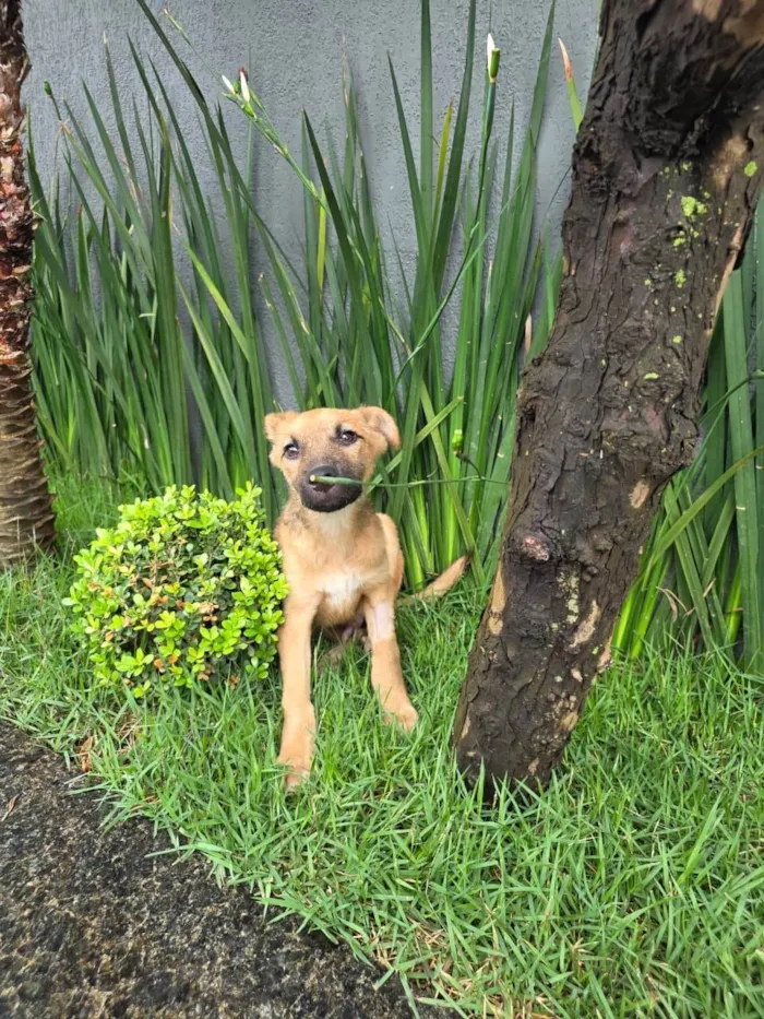 Cachorro ra a SRD-ViraLata idade 2 a 6 meses nome Mateus