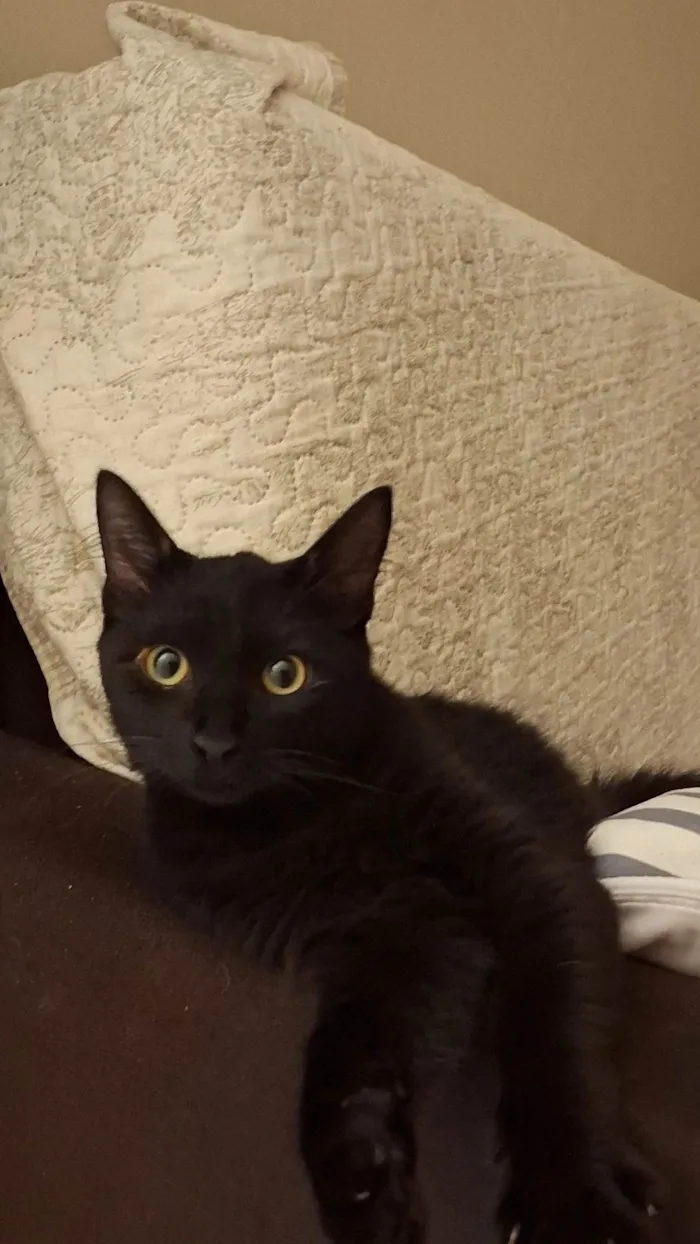 Gato ra a SRD-ViraLata idade 1 ano nome Oreo
